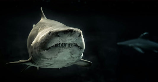 Shark Meat Demand Is Surging While Our Oceans Grow Silent