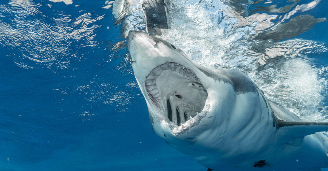 Sharks Are Losing Their Teeth As Oceans Turn Acidic