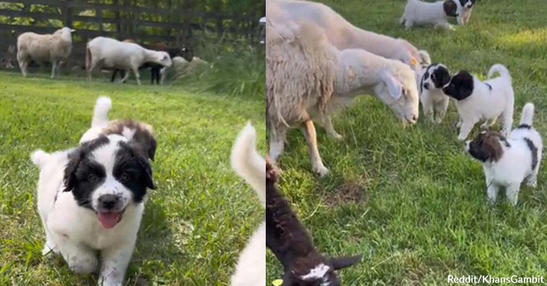 Adorable Pups on Their First Day at Work as Sheep Guardians