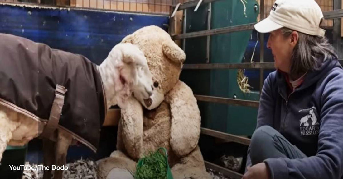 Sheep with More Than 20 Kilos of Excess Wool Is Rescued after 5 Years of Lonely Isolation