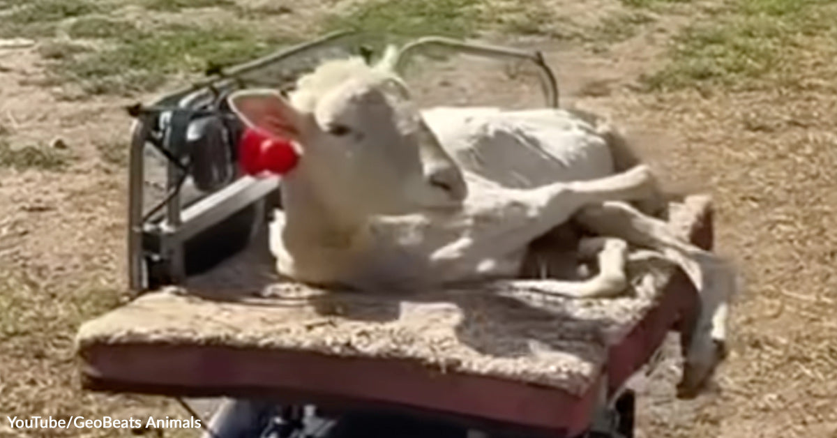 Disabled Sheep Defies Odds By Mastering Her Personal Motorized Cart Disabled Sheep Defies Odds By Mastering Her Personal Motorized Cart