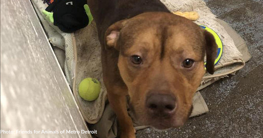 Starving Dog Found On Streets Of Detroit Finally Has Full Belly, Thanks To You