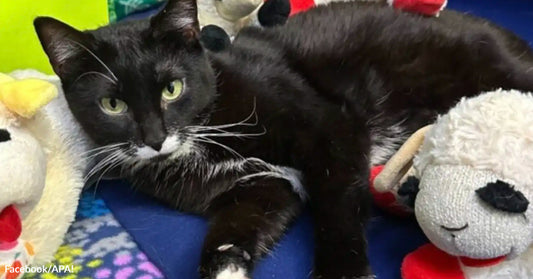 A black-and-white cat lies curled on a blanket between plush lamb toys inside a shelter enclosure.