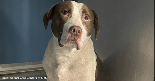 Dog Abandoned By His Family Finds Comfort In Shadows At Shelter