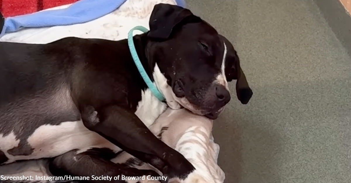 Dog Overwhelmed by Shelter Life Needs Loving Home Immediately | The Animal Rescue Site