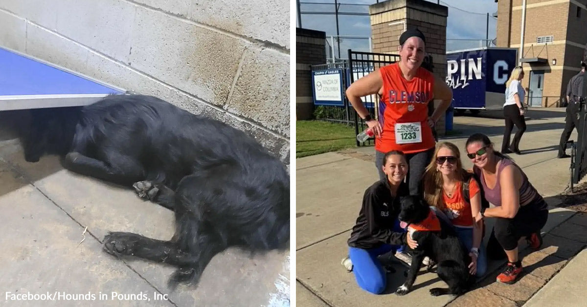Terrified Shelter Dog Hides From World In Deep Fear | The Animal Rescue ...