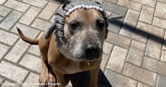 Dog wearing a knitted sheep hat sits on a stone patio, looking at the camera.