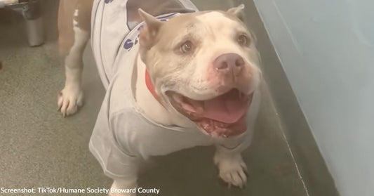 Happy dog wearing a light gray shirt, standing in a room with a blue wall.