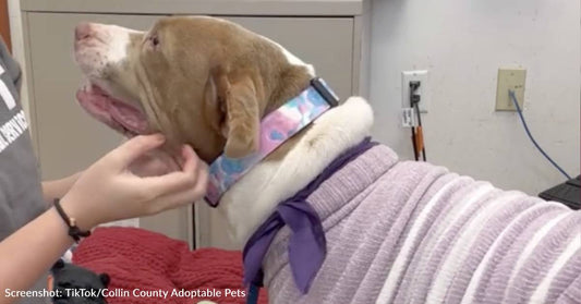 Stressed Shelter Dog Smiles When She Realizes She Is Being Adopted