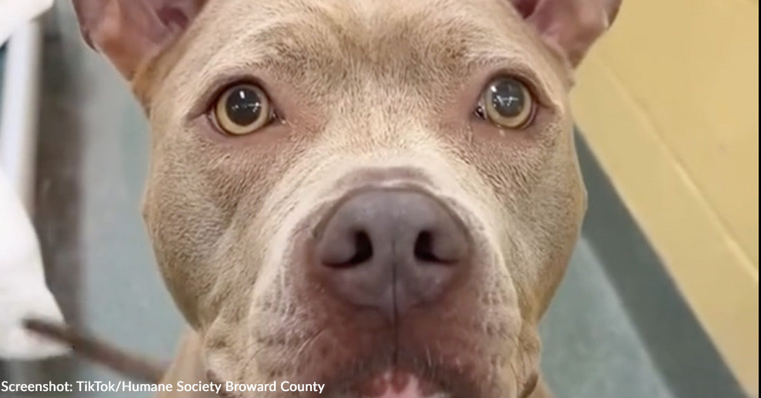 Close-up of a brown and gray dog with soulful eyes, looking directly at the camera.
