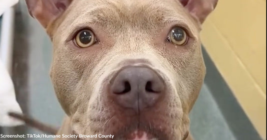 Close-up of a brown and gray dog with soulful eyes, looking directly at the camera.