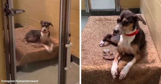 Left: Small dog lying on a raised bed inside a kennel; Right: Same dog sitting upright on the bed inside the kennel.