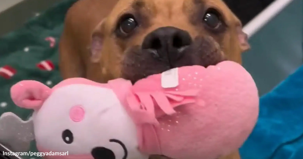 Neglected Roxy Shares Toys, Urges Senior Canine Adoption Now Neglected Roxy Shares Toys, Urges Senior Canine Adoption Now