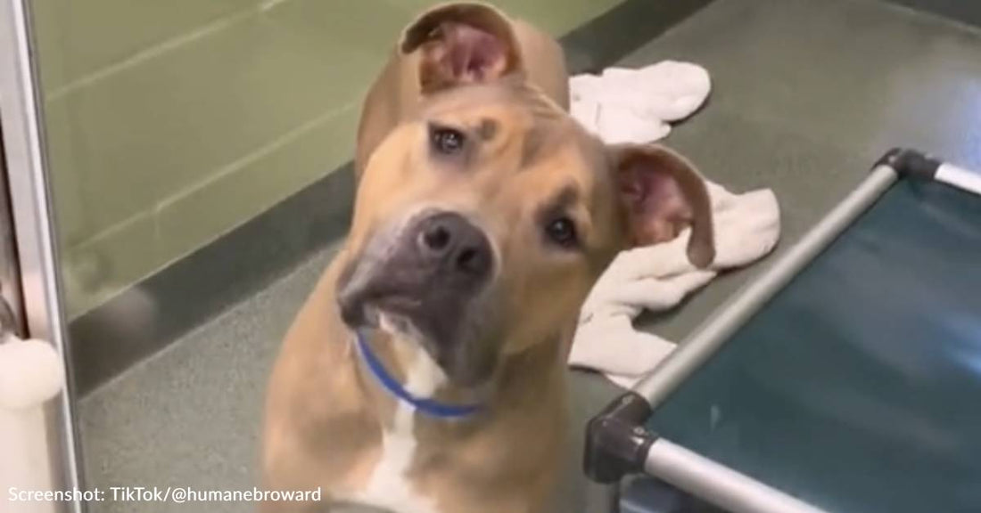 Dog Left Heartbroken After Family Surrenders Him To Shelter Because Of Allergies