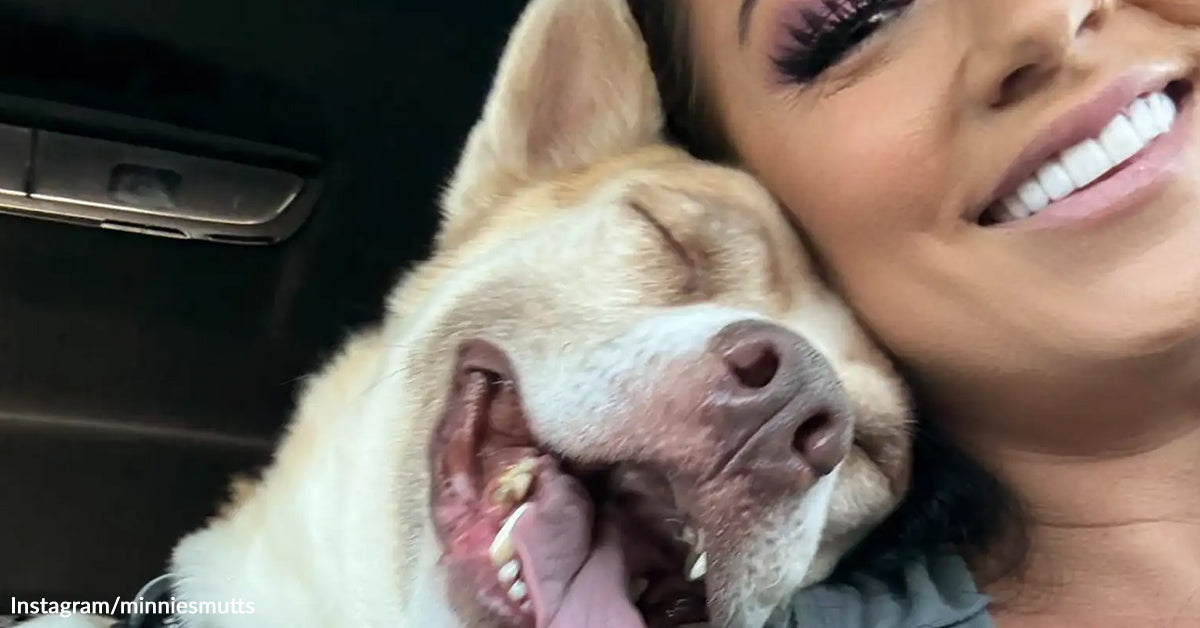 Shelter Canine Moments From Euthanasia Smiles When He Realizes He’s Lastly Secure Shelter Canine Moments From Euthanasia Smiles When He Realizes He’s Lastly Secure