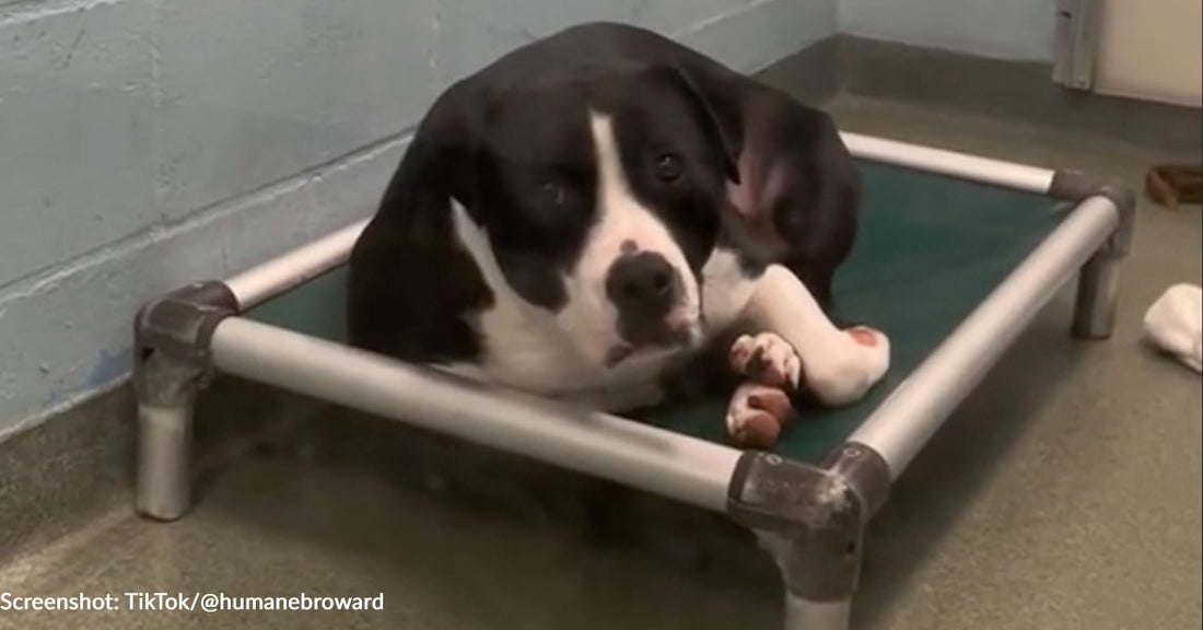 Shelter Dog Stood Up By Adopters Wonders What He Did Wrong