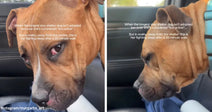 Close-up of a tan shelter dog in a car looking drowsy, with on-screen text explaining she is labeled “too active” at the shelter but is nearly asleep after a short walk.