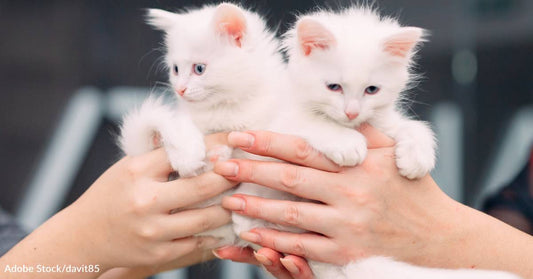 Family Adopts Two Kittens To Help Heal Their Broken Hearts And Discovers One Is Covered In Hearts