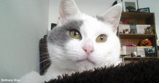 A close-up of a white cat with a gray patch around one eye, staring ahead with round yellow eyes, with bookshelves blurred in the background.