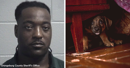 Split image showing a mugshot of a man on the left and kennel dogs standing behind metal gates in an indoor shelter corridor on the right.