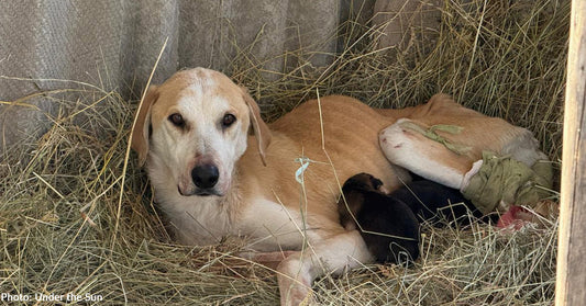 Shot Ukraine Mama Dog and Her Newborn Puppies Need Emergency Care