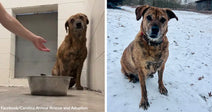 Left: Brown dog sitting in a shelter kennel near a metal food bowl, with a person’s hand reaching toward it.  Right: same brown dog sitting outdoors on snow-covered ground, looking toward the camera.