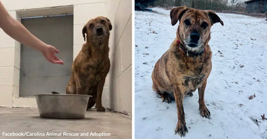 Left: Brown dog sitting in a shelter kennel near a metal food bowl, with a person’s hand reaching toward it.  Right: same brown dog sitting outdoors on snow-covered ground, looking toward the camera.