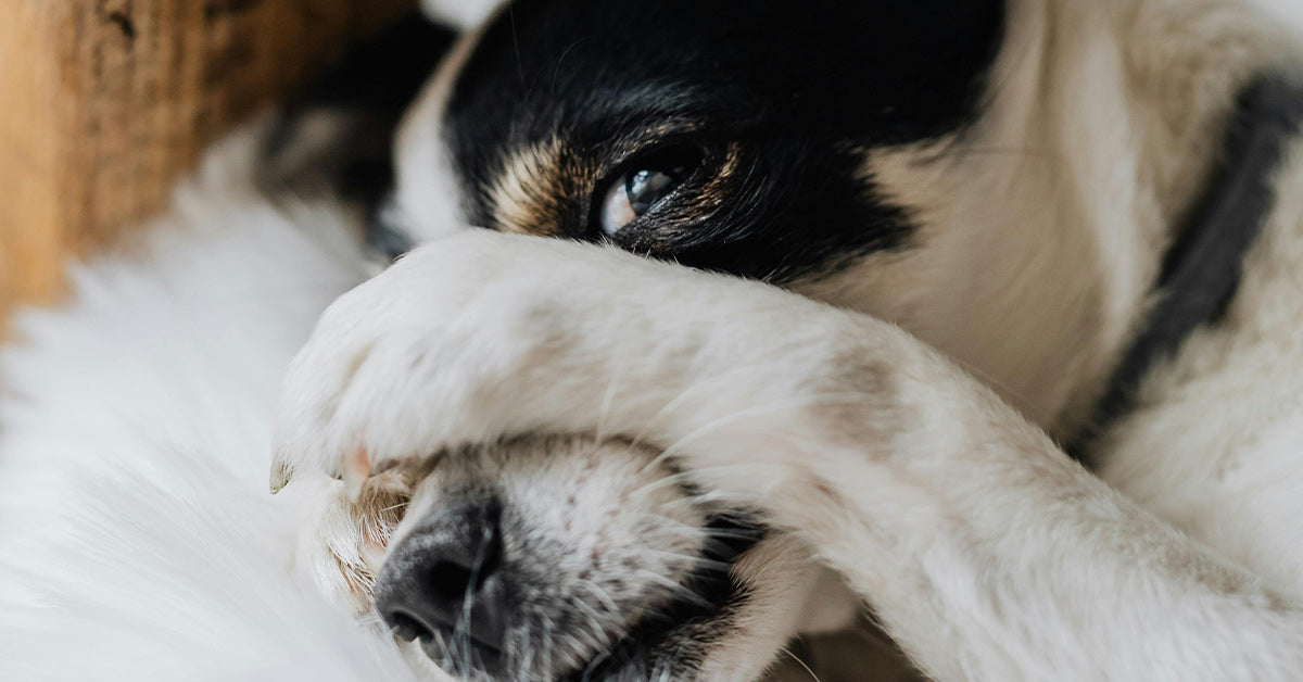 Shelter Dog On Death Row Dog Transforms From A Shy Pup To A Warm ...