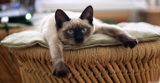 Dying Kitten Wanders Through the Cold and Finds Love Waiting Inside