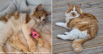 Sick Kitten Saved Thanks to Blood Donation from Blind Rescue Cat