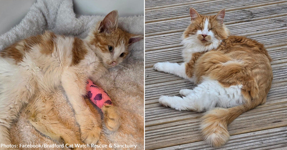 Sick Kitten Saved Thanks to Blood Donation from Blind Rescue Cat