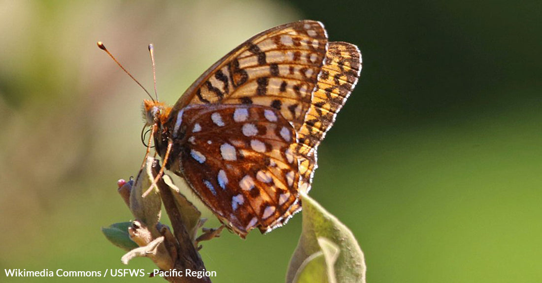 Silverspot Butterfly Teeters on the Brink as Climate and Habitat Wars Rage