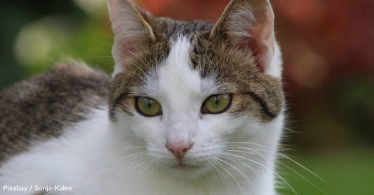 Teacher Rescues Cat with Spinal Damage, Refuses to Give Up on Him