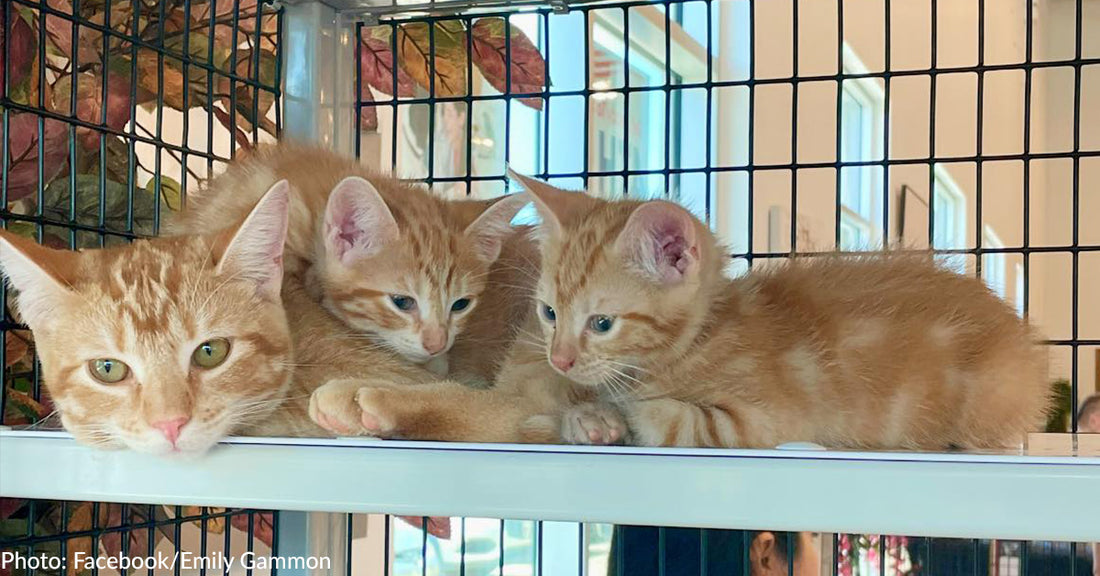 Doting "Single Dad" Cat And His Two Kittens Hope To Find Loving Home Together