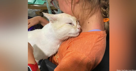 Girl Worried She'd Never Find a Cat Who Wasn't Afraid Of Her Wheelchair, Until Rescued Stray Hopped Into Her Lap