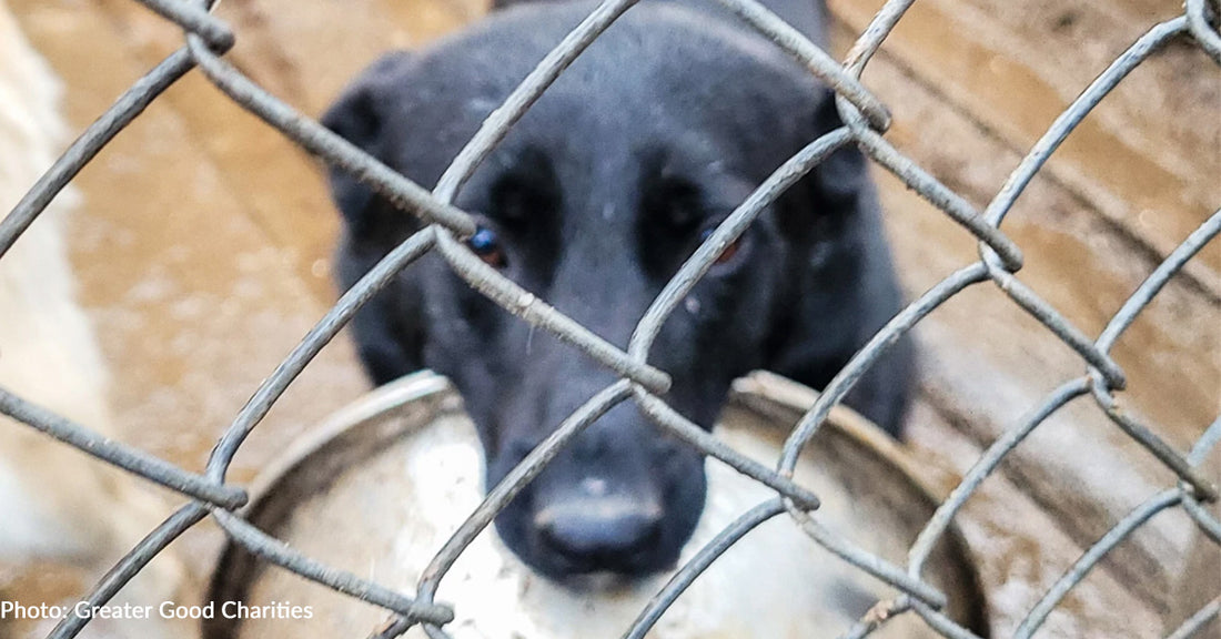 Ukraine Shelter Desperately Needs Food To Feed Over 3,000 Pets In Their Care