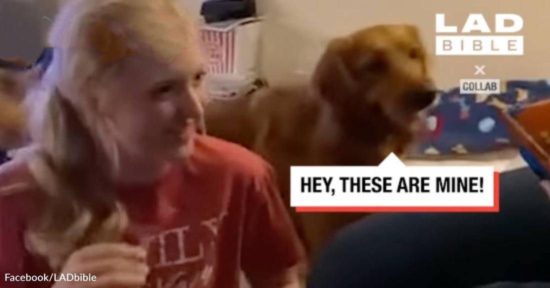 Jealous Dog Goes to Extremes to Keep Human Sister from Taking His Treats