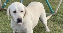 Light Labrador retriever standing on grass with tongue slightly out.