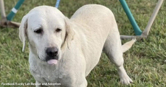 Light Labrador retriever standing on grass with tongue slightly out.