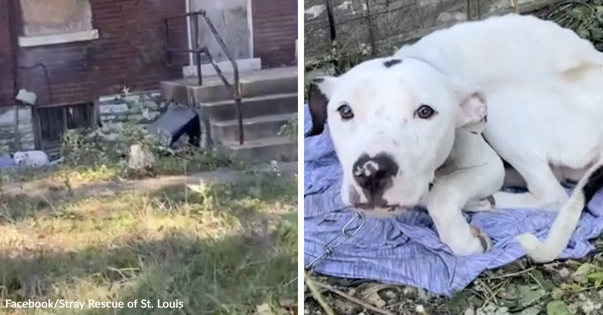 AT&T Worker Spots A Skinny Dog Chained To An Abandoned House And ...