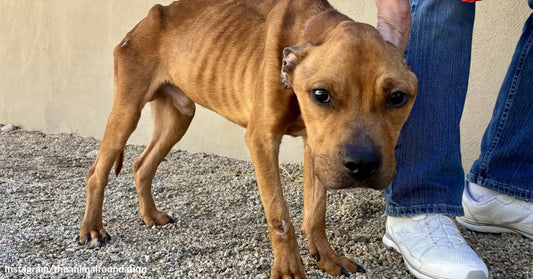 An extremely underweight brown dog with visible ribs stands beside a person, looking weak but alert.