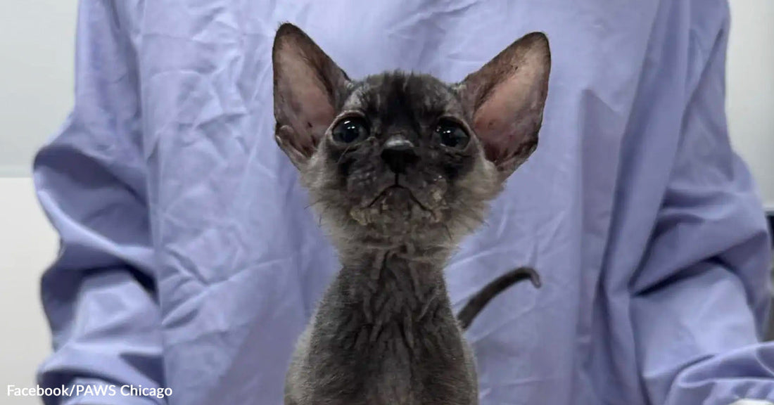 Very slender gray kitten with oversized ears and wide eyes sitting upright in front of a person wearing a light blue gown.