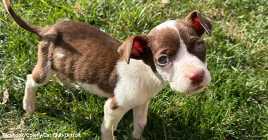 A small brown-and-white puppy with thin legs stands on grass, looking directly at the camera with wide eyes and a cautious posture.