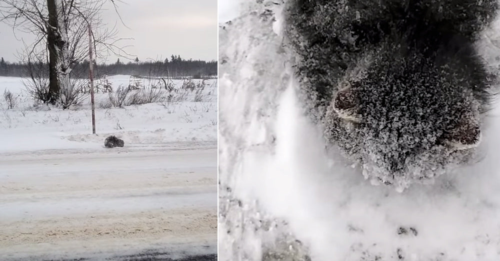 Look What This Man Found Curled Up On The Side Of Highway in -1° F