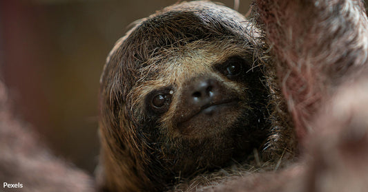 Why Hugging Sloths Could Be Dangerous and Devastating to the Species