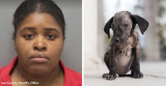 Split image of a woman’s mugshot alongside a small, underweight dog with patchy fur standing indoors.
