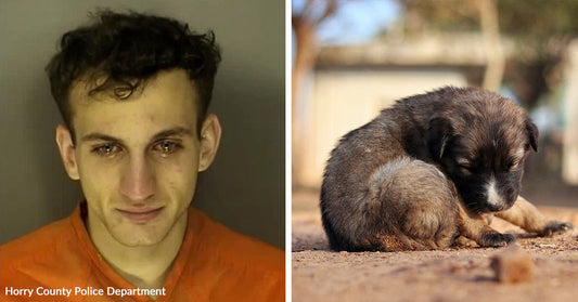 Split image of a young man in a mugshot and a small puppy curled up alone on the ground.