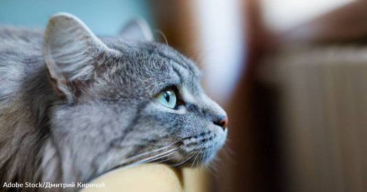 Cat Rescued from Harm on a Windy Halloween Night