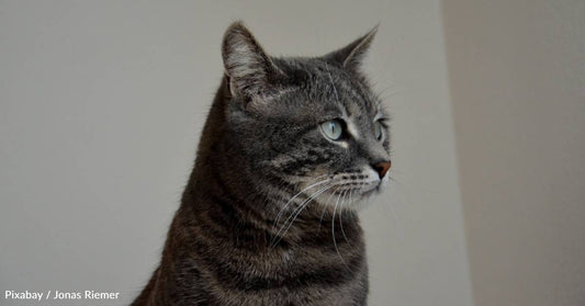 Family Sees Cat Resembling One They Adopted Out as a Kitten, Goes to Shelter to Check it Out