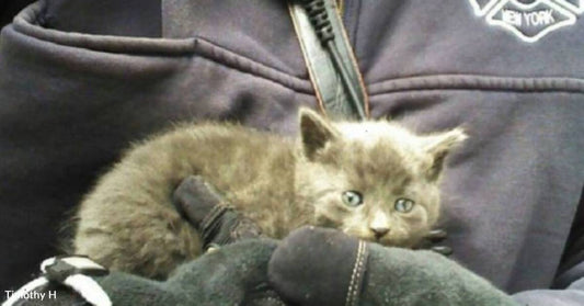 Firefighter Called to Save Kitten, Who He Decides to Keep